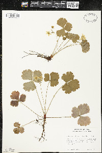Waldsteinia fragarioides image