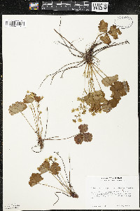 Waldsteinia fragarioides image