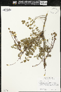 Poterium sanguisorba image