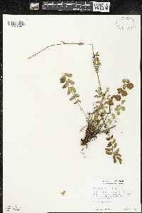 Poterium sanguisorba image