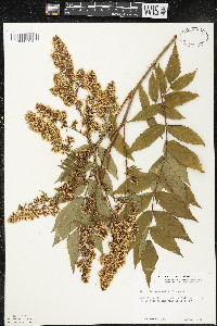 Sorbaria sorbifolia image