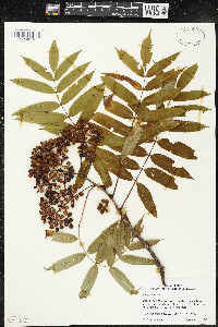 Sorbus americana image