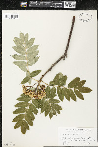 Sorbus decora image