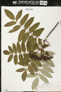 Sorbus decora image