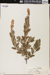 Spiraea salicifolia image