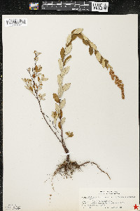 Spiraea tomentosa image