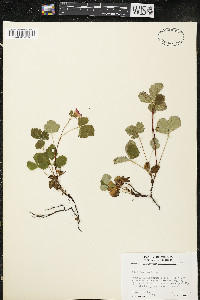 Rubus arcticus subsp. acaulis image