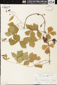 Rubus hispidus image