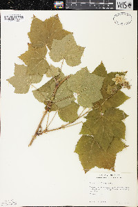 Rubus parviflorus image