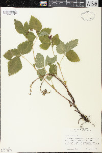 Rubus pubescens image