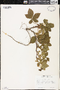 Rubus setosus image