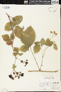 Rubus caesius image