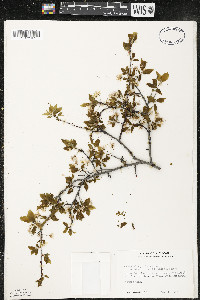 Prunus umbellata image