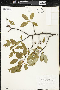 Prunus umbellata image