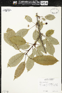 Prunus avium image