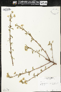 Prunus mahaleb image