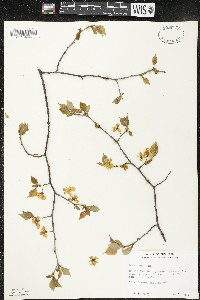 Prunus nigra image