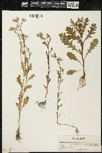 Senecio vulgaris image