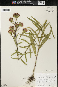 Liatris scariosa var. nieuwlandii image