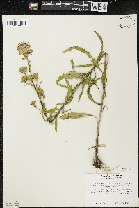 Liatris scariosa image