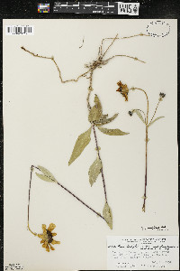 Helianthus pauciflorus image