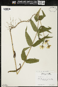 Helianthus divaricatus image