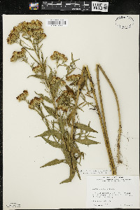 Kuhnia eupatorioides var. corymbulosa image