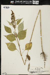 Cyclachaena xanthiifolia image