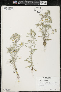 Gnaphalium uliginosum image