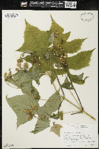 Polymnia canadensis image