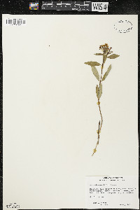 Asclepias ovalifolia image