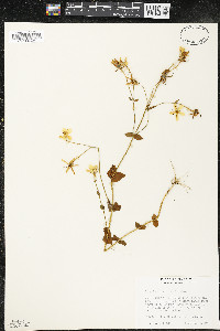 Sabatia angularis image