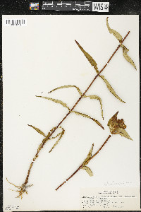 Gentiana rubricaulis image