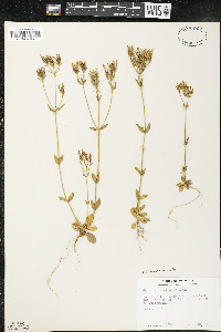 Centaurium erythraea image