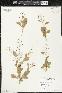 Samolus parviflorus image