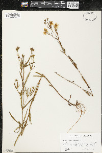 Lysimachia quadriflora image