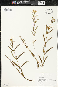 Lysimachia quadriflora image