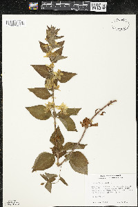 Lysimachia punctata image