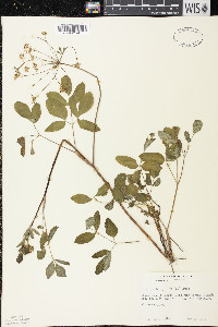 Taenidia integerrima image