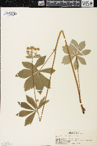 Sanicula marilandica image