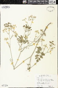 Pimpinella saxifraga image