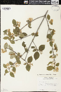 Cornus foemina image