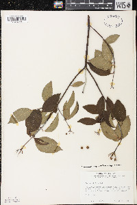 Cornus amomum subsp. obliqua image