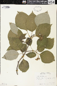 Cornus alternifolia image