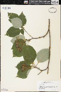 Cornus alternifolia image
