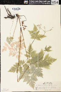 Aspicarpa brevipes image
