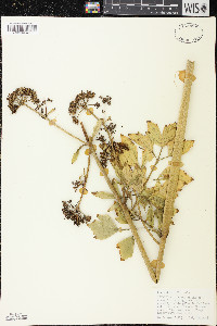 Levisticum officinale image