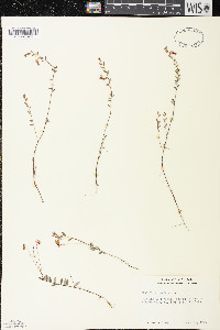 Vaccinium oxycoccos image