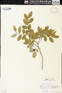 Vaccinium ovalifolium image