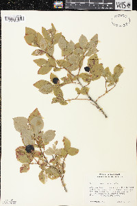 Vaccinium membranaceum image